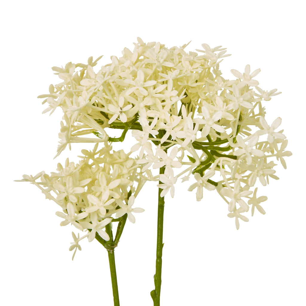 Close-up of small cream star-shaped flowers clustered around green branches, with open spaces between the petals.
