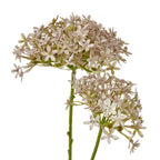 Close-up of pale lilac-grey star-shaped florets in two loose clusters, with green branching stems visible between them.