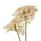 Close-up of small star-shaped pale pink florets, showing softly textured petals and green branches between the flowers.
