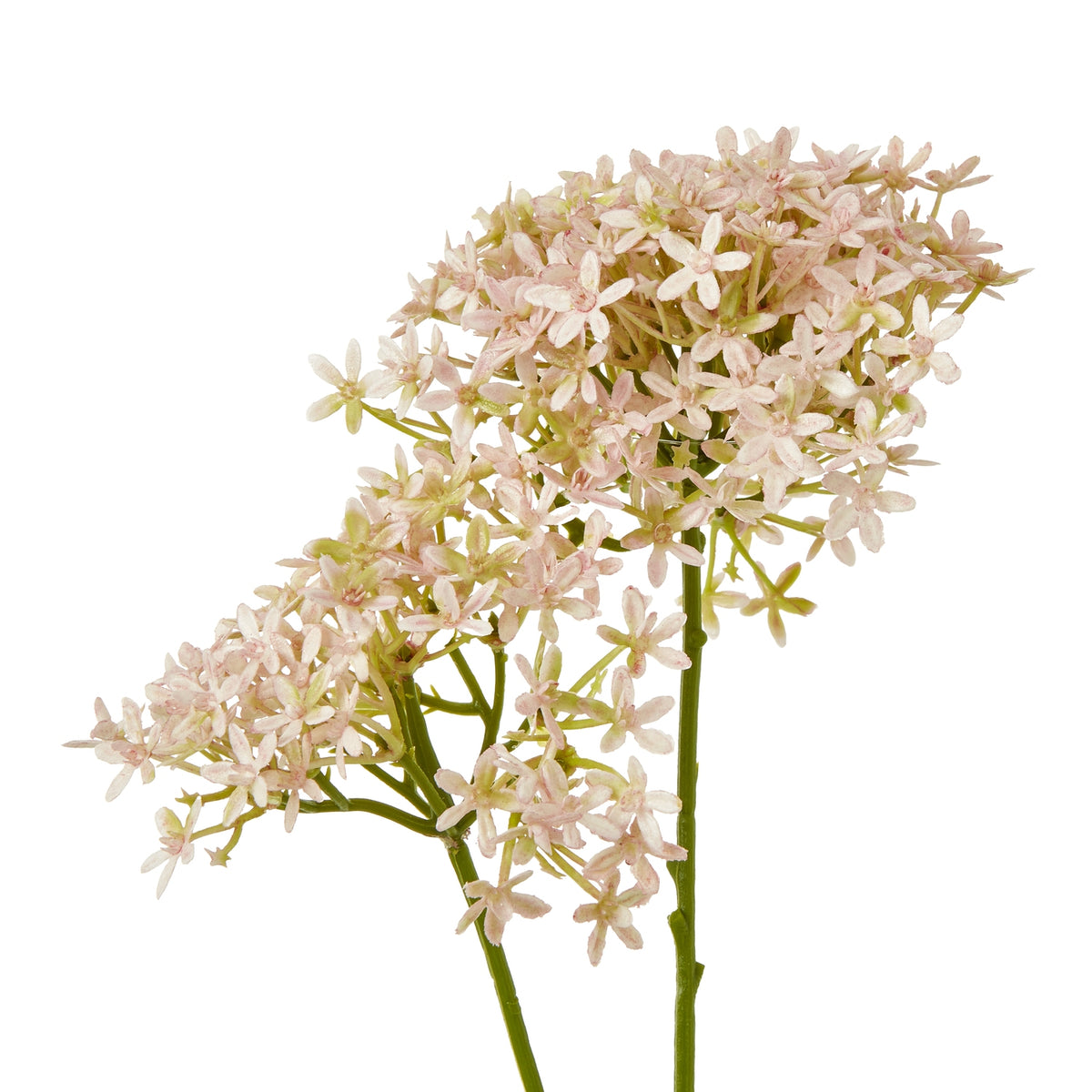 Close-up of small star-shaped pale pink florets, showing softly textured petals and green branches between the flowers.