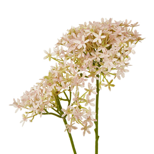 Close-up of small star-shaped pale pink florets, showing softly textured petals and green branches between the flowers.