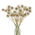 Several Airy Curlhead sprays arranged in a translucent pale green vase, with their curled heads spread into a wide display.