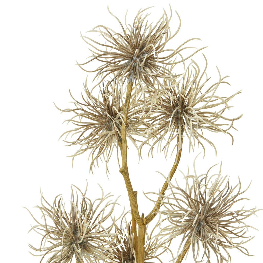 Close-up of the curlheads, showing fine beige strands curving out from darker brown centres beside the ridged branching stem.