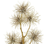 Close-up of the curlheads, showing fine beige strands curving out from darker brown centres beside the ridged branching stem.