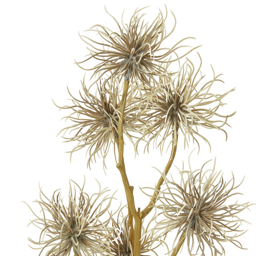 Close-up of the curlheads, showing fine beige strands curving out from darker brown centres beside the ridged branching stem.