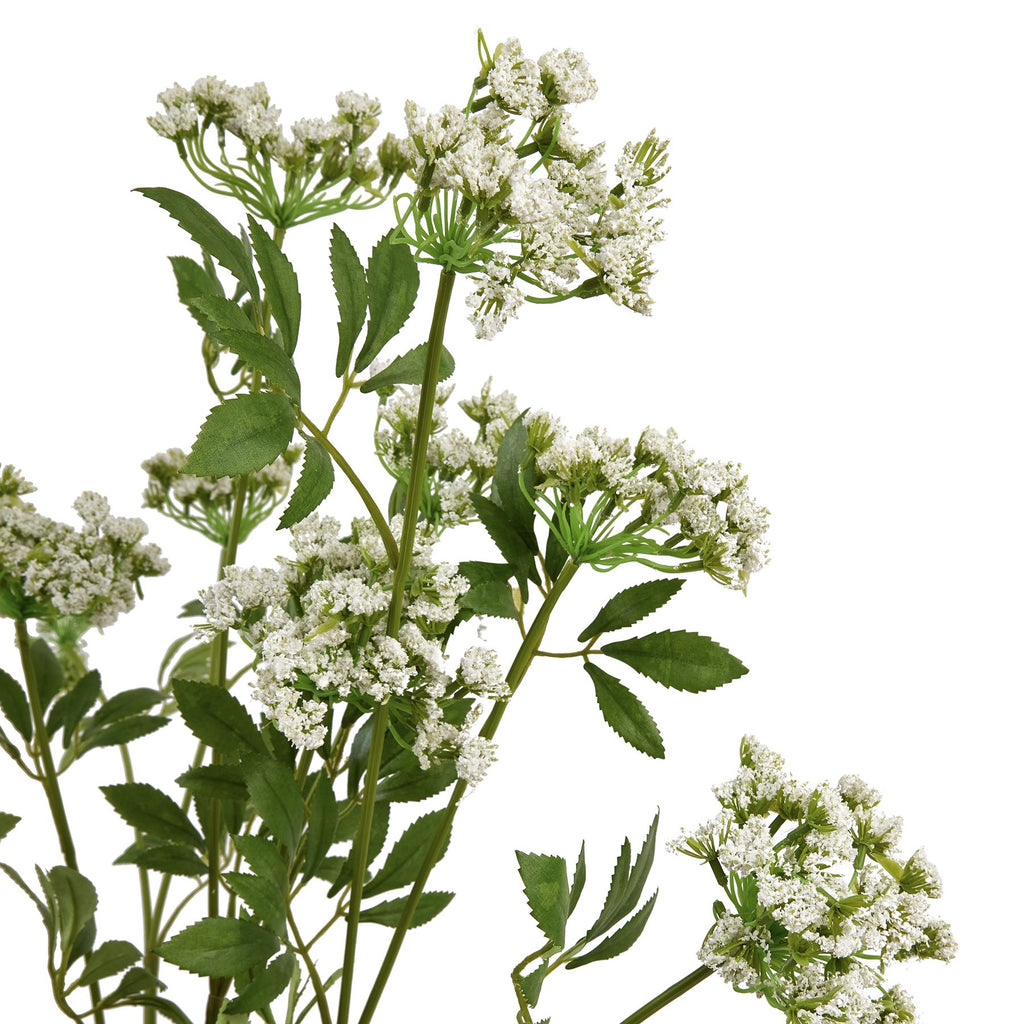 Close-up of tiny white florets clustered over fine green branches, with pointed serrated leaves among the stems.