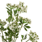 Close-up of tiny white florets clustered over fine green branches, with pointed serrated leaves among the stems.