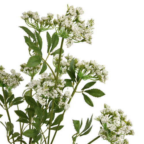 Close-up of tiny white florets clustered over fine green branches, with pointed serrated leaves among the stems.