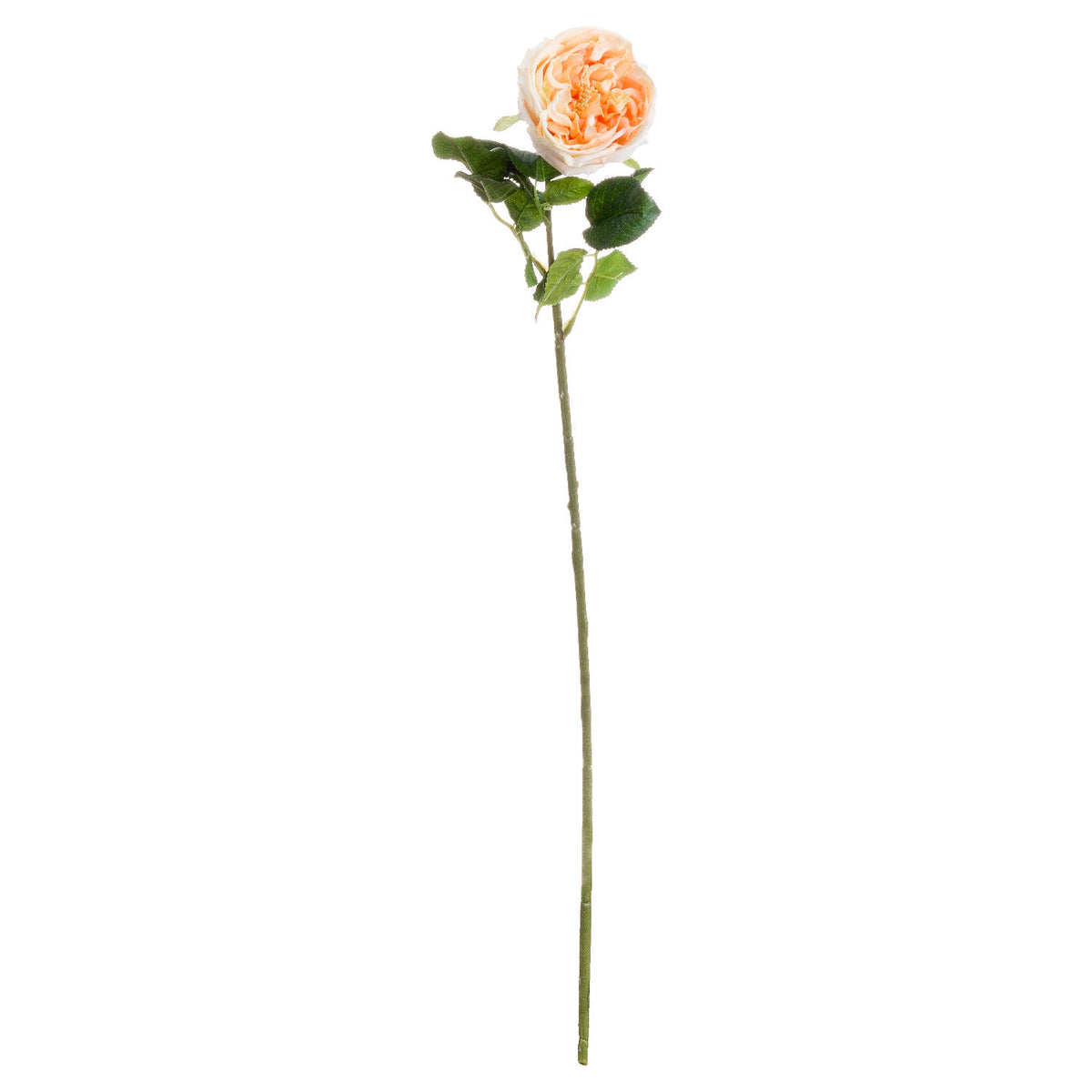 Apricot artificial rose stem on a white background, with an open peach and cream ruffled bloom, veined green leaves and a long slender green stem.