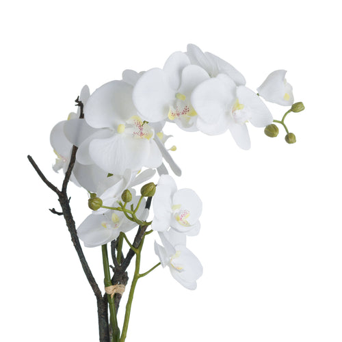 Close view of white flowers with yellow centres and fine pink markings, green buds and tied stems.