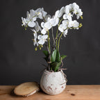 Arched Bloom potted flower arrangement on a wooden surface beside a wood slice, with white blooms outlined against a dark wall.
