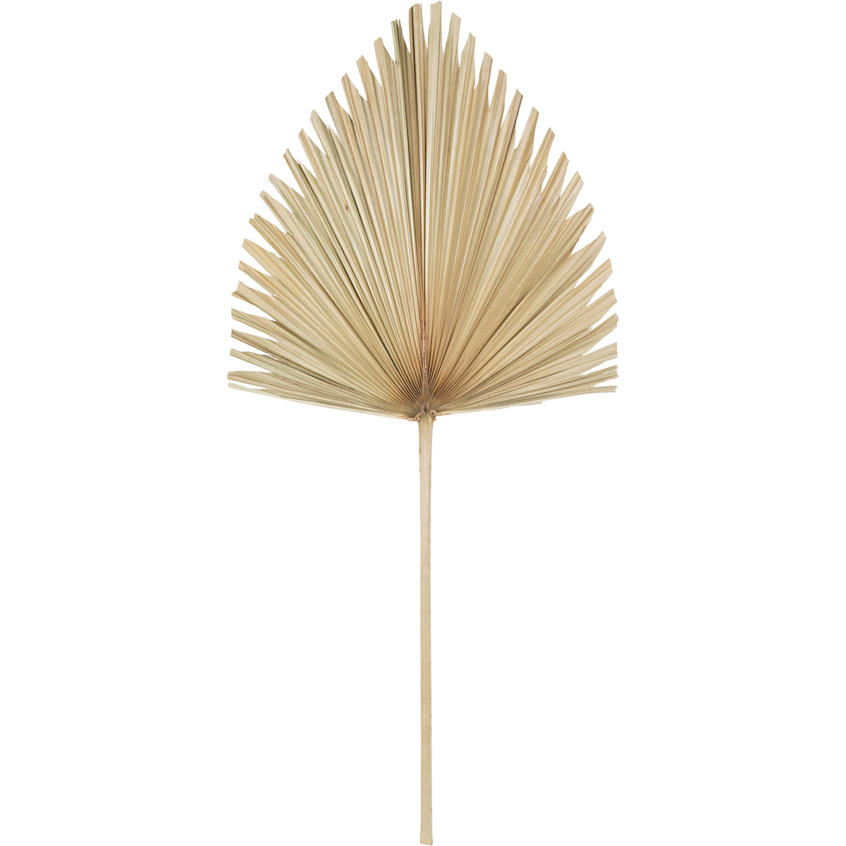 Pale palm leaf with a pointed fan shape, uneven edges and a long stem against white.