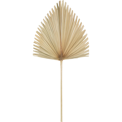 Pale palm leaf with a pointed fan shape, uneven edges and a long stem against white.