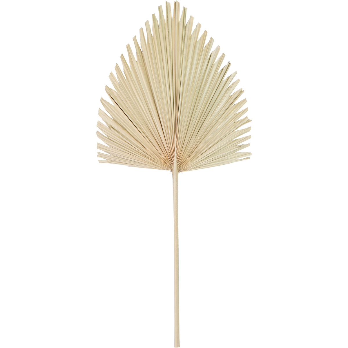 Reverse of the decorative palm leaf, showing pale radiating ribs and the stem extending into the fan.
