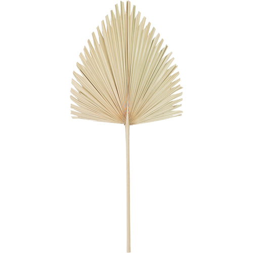 Reverse of the decorative palm leaf, showing pale radiating ribs and the stem extending into the fan.