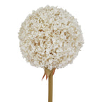 Close-up of the cream-white spherical flower head, showing densely clustered tiny florets and bead-like centres above the tan-olive stem.