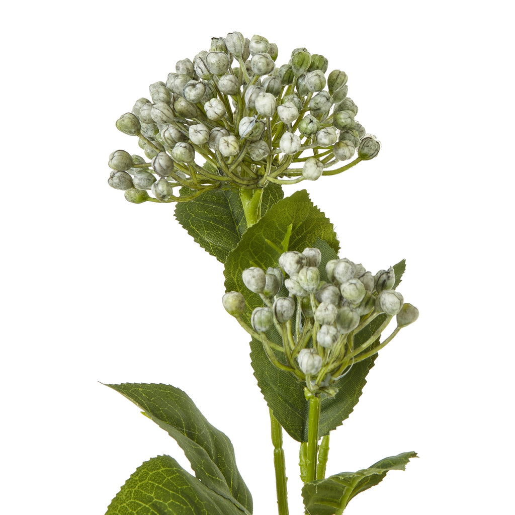 Close-up of rounded, mottled hydrangea buds on green branches with veined, serrated leaves.