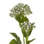 Close-up of rounded, mottled hydrangea buds on green branches with veined, serrated leaves.