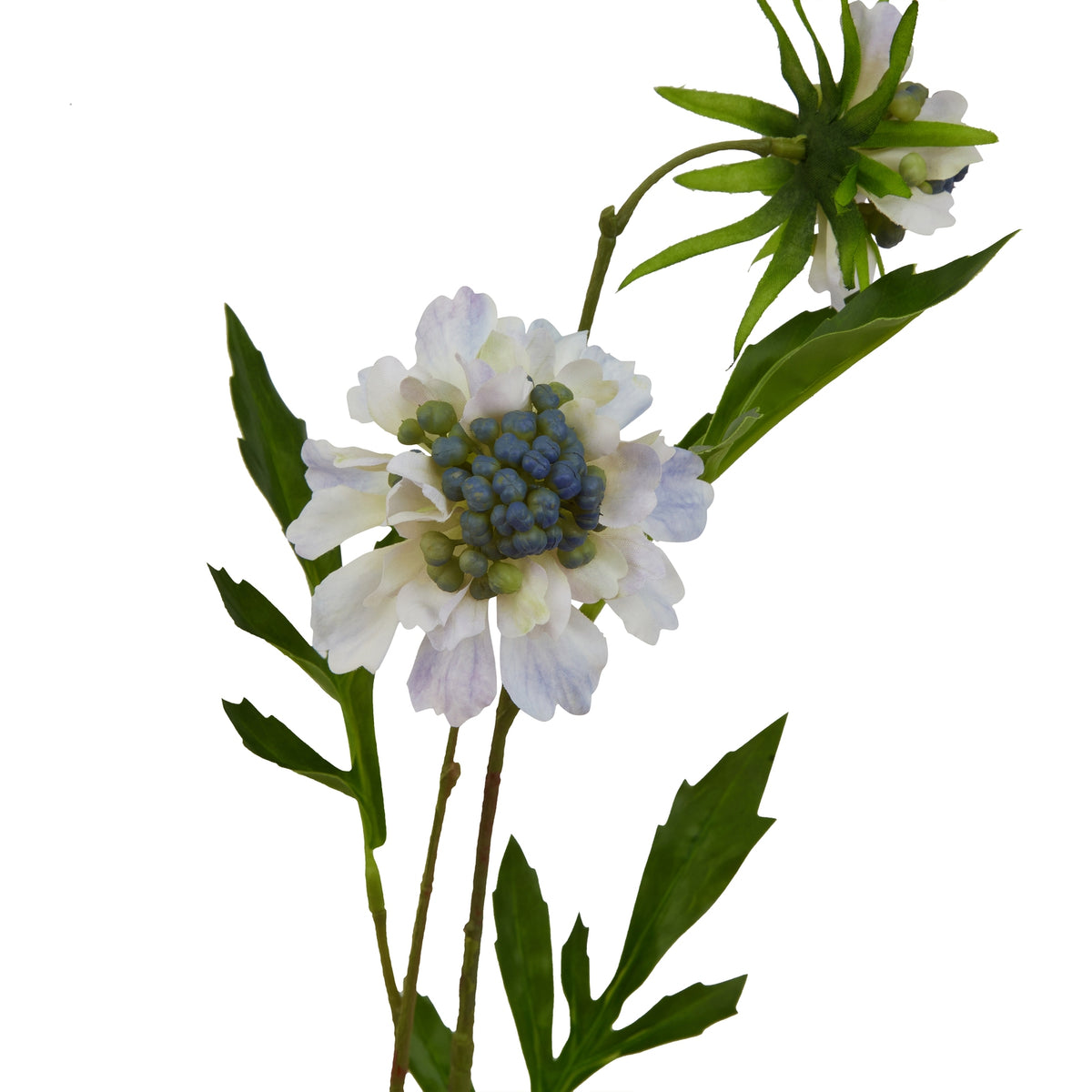 Close-up of pale blue-white scalloped petals around a bead-like blue-green flower centre, with lobed green leaves and the underside of another bloom above.