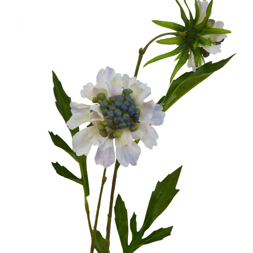 Close-up of pale blue-white scalloped petals around a bead-like blue-green flower centre, with lobed green leaves and the underside of another bloom above.