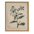 Front view of a portrait botanical print with blue star-shaped flowers and green leaves, a pale textured surround and a tan-gold beaded frame.