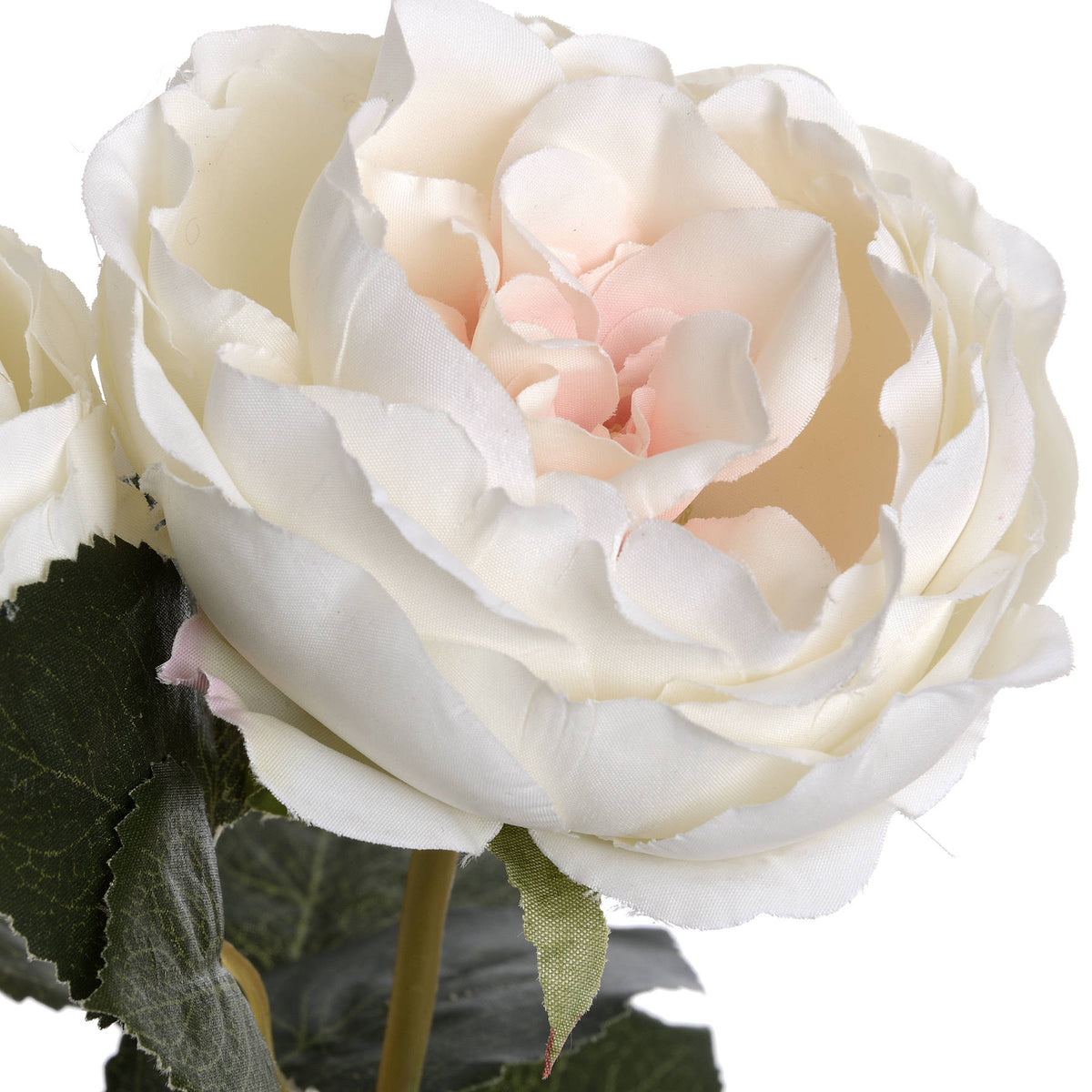 Close-up of layered ivory petals with pale pink colouring, fine surface texture and green sepals beneath the bloom.