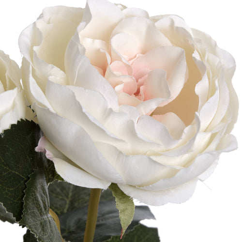 Close-up of layered ivory petals with pale pink colouring, fine surface texture and green sepals beneath the bloom.