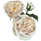 Close-up of two pale cream rose blooms with layered blush-toned petals, a yellow flower centre and a closed bud beside green foliage.