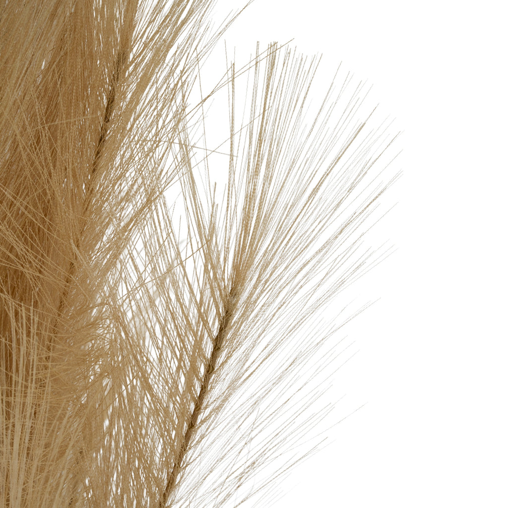 Detail of an outer plume branch showing lightly crimped beige strands fanning into the white background.