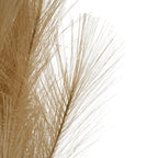 Detail of an outer plume branch showing lightly crimped beige strands fanning into the white background.