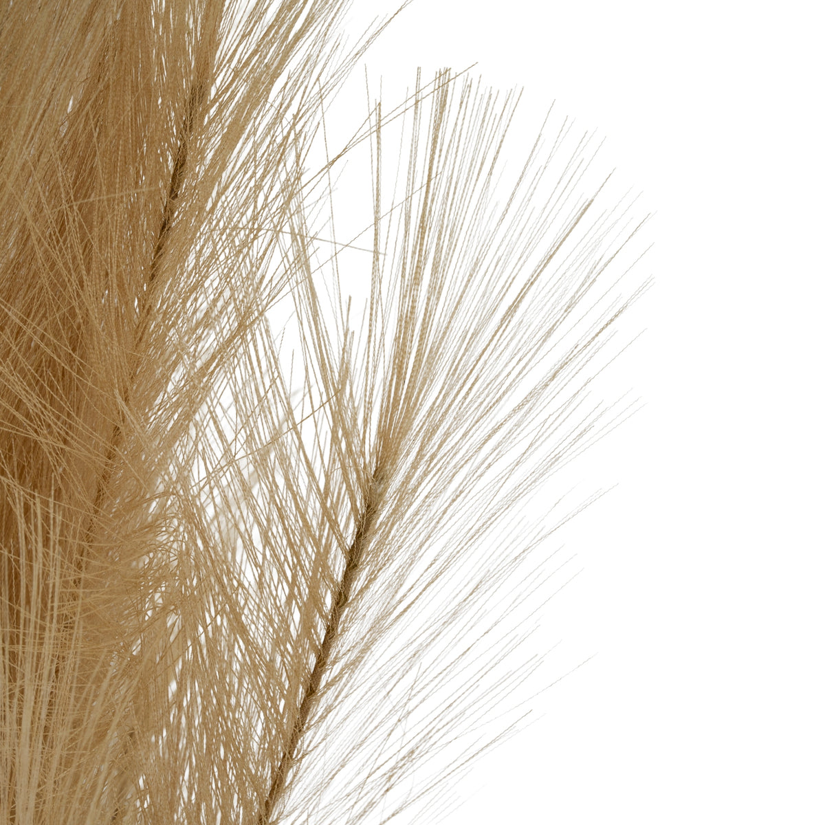 Detail of an outer plume branch showing lightly crimped beige strands fanning into the white background.