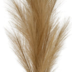 Close-up of overlapping tan-beige plume branches, with fine strands spreading out from the dense centre.