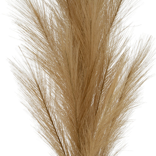 Close-up of overlapping tan-beige plume branches, with fine strands spreading out from the dense centre.
