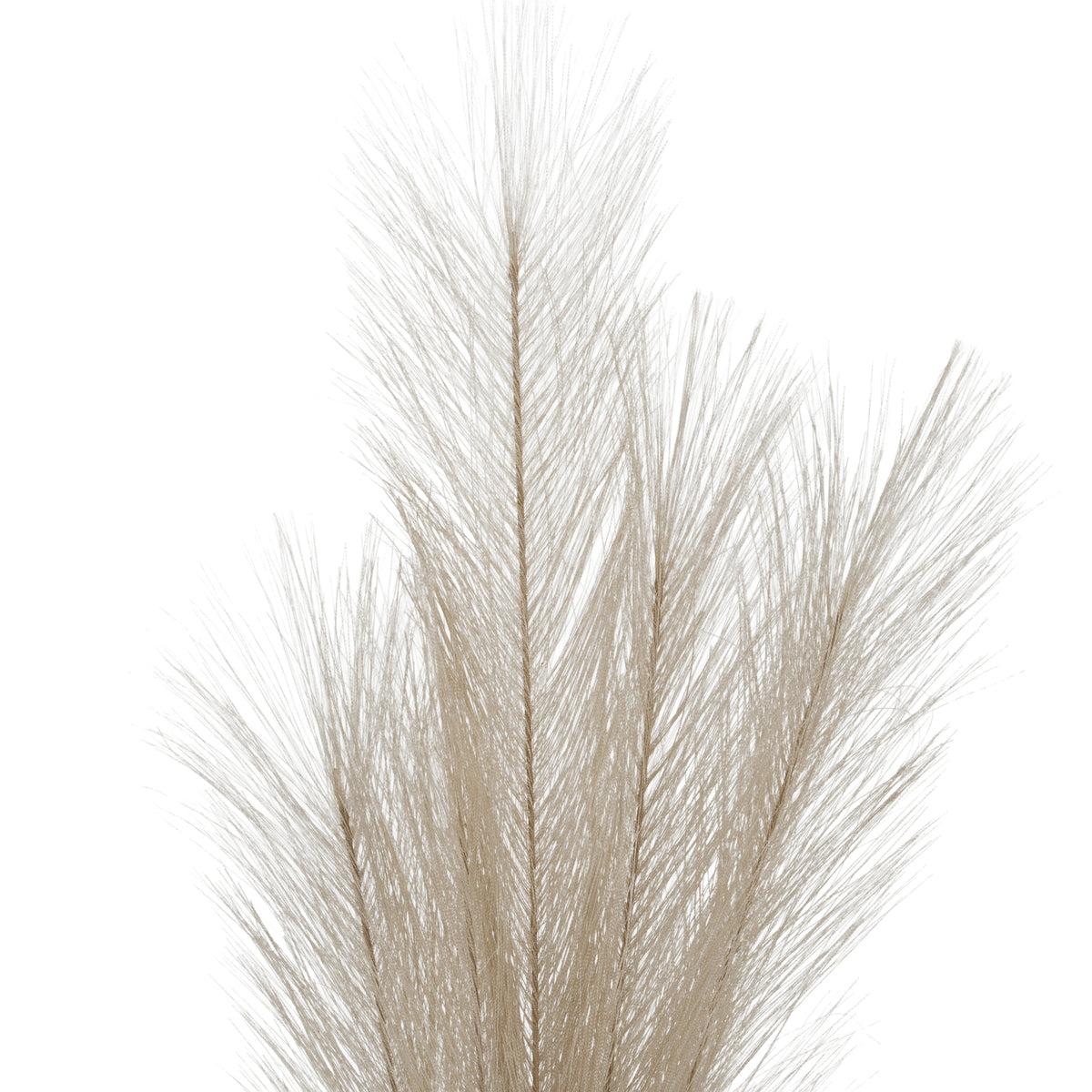 Upper section of the cream plume showing a tall central spray and shorter feathery branches fanning to either side.