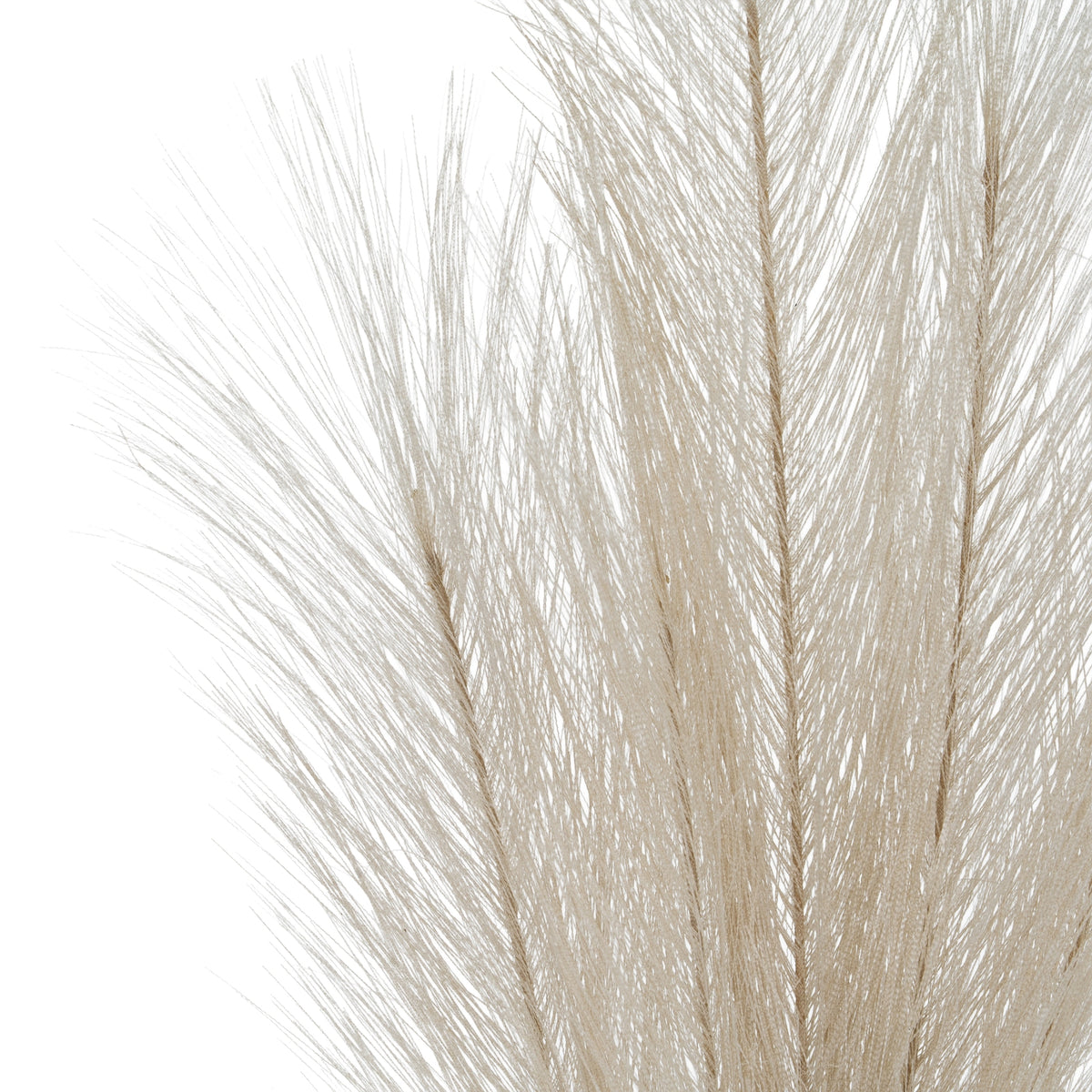 Close-up of overlapping cream strands radiating from the plume's slender brown-toned branches.
