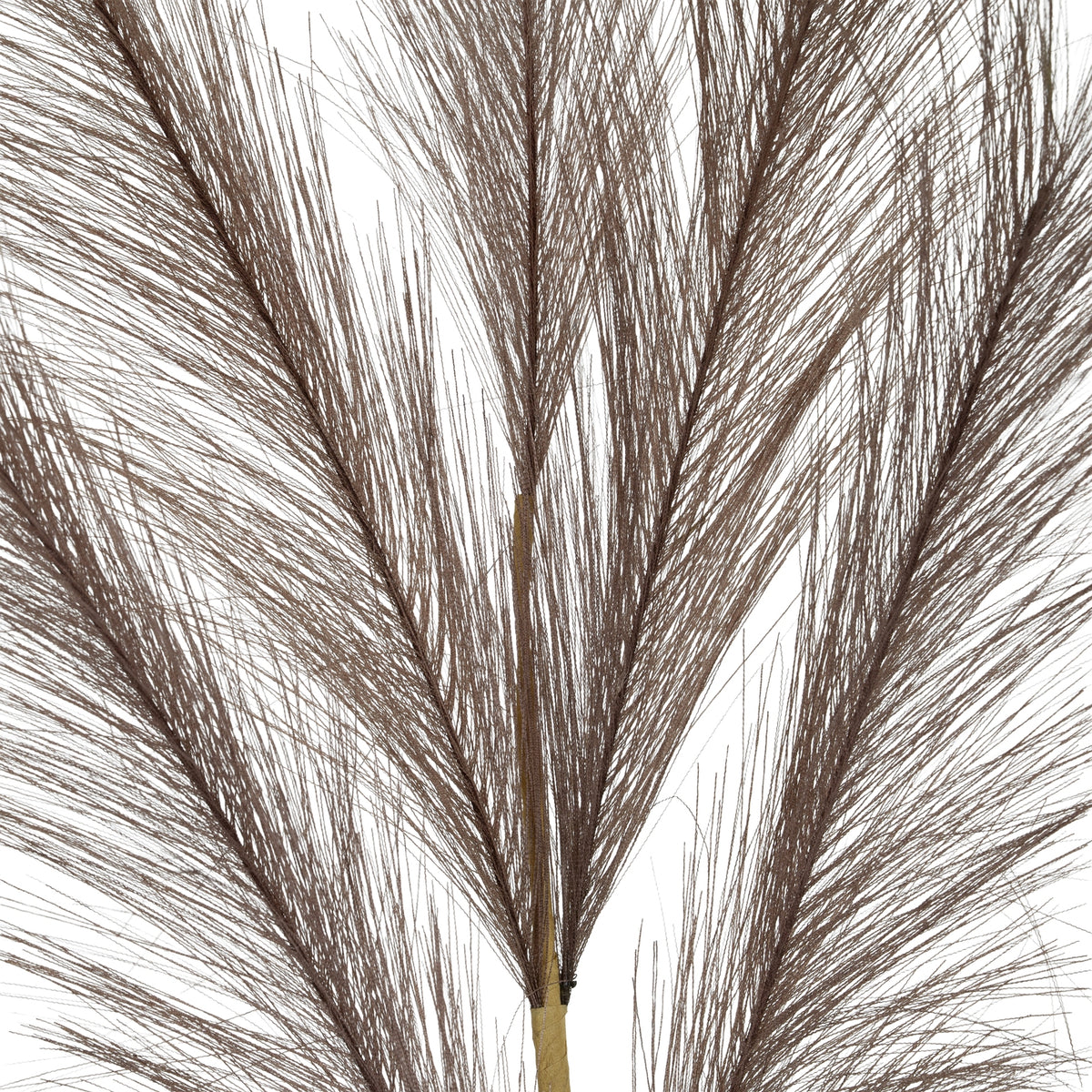 Close-up of the plume's central stem, with overlapping sprays of fine dark strands extending to either side.