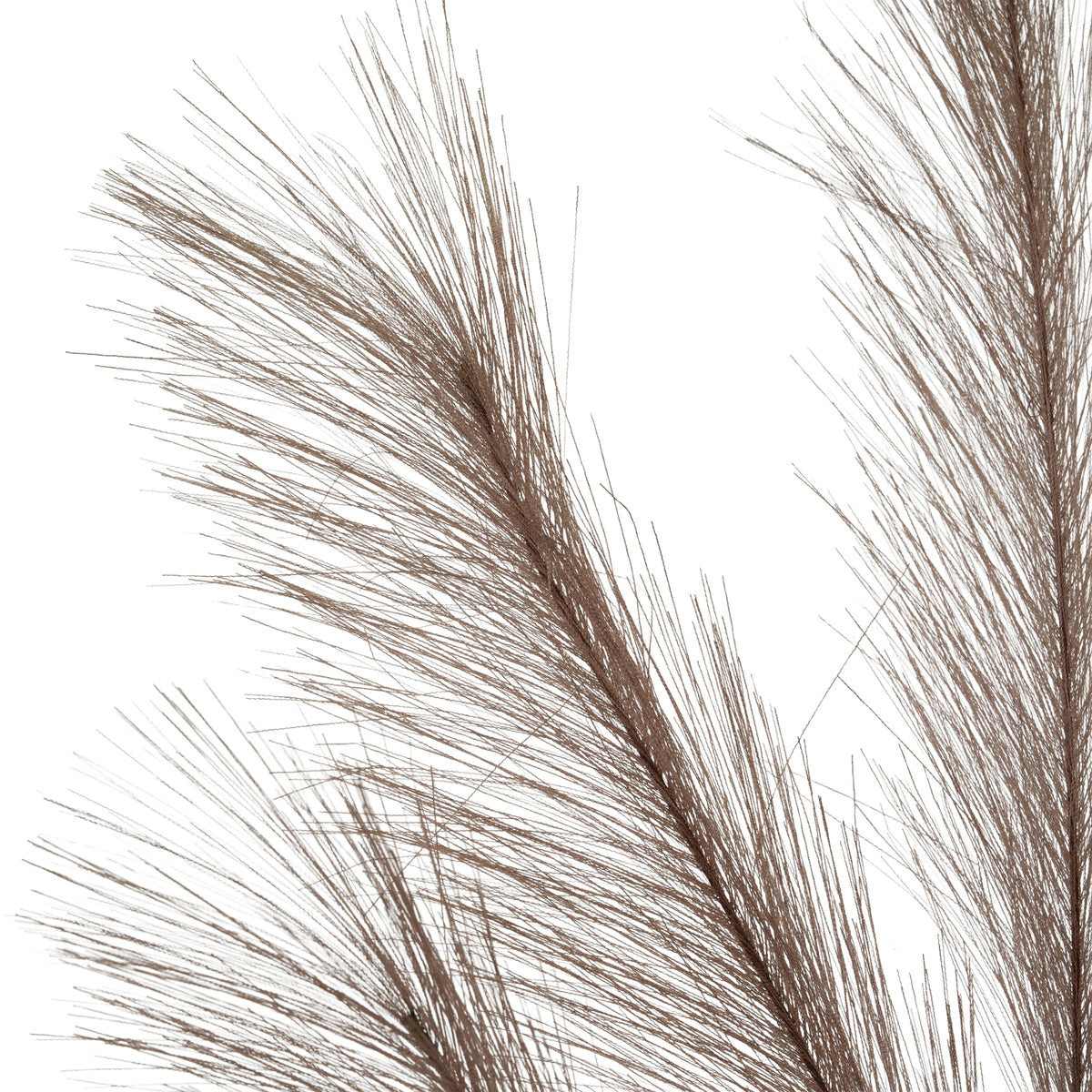 Detail of the upper branching sprays, showing wispy strands tapering to uneven tips against a white background.