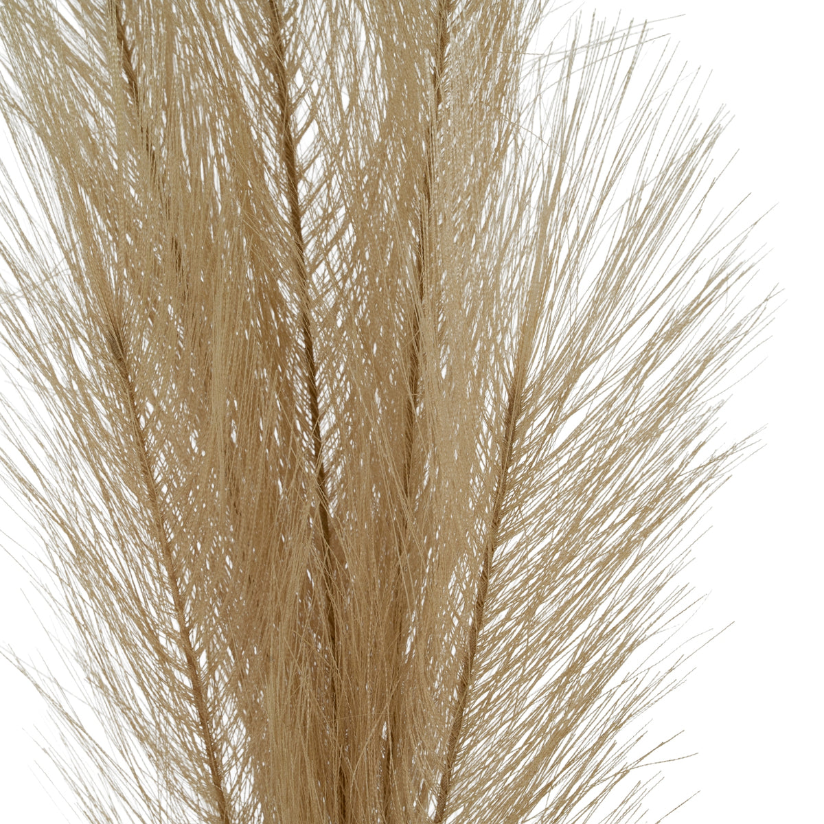 Detail of overlapping beige plume branches, with many fine strands fanning diagonally from their narrow centres.