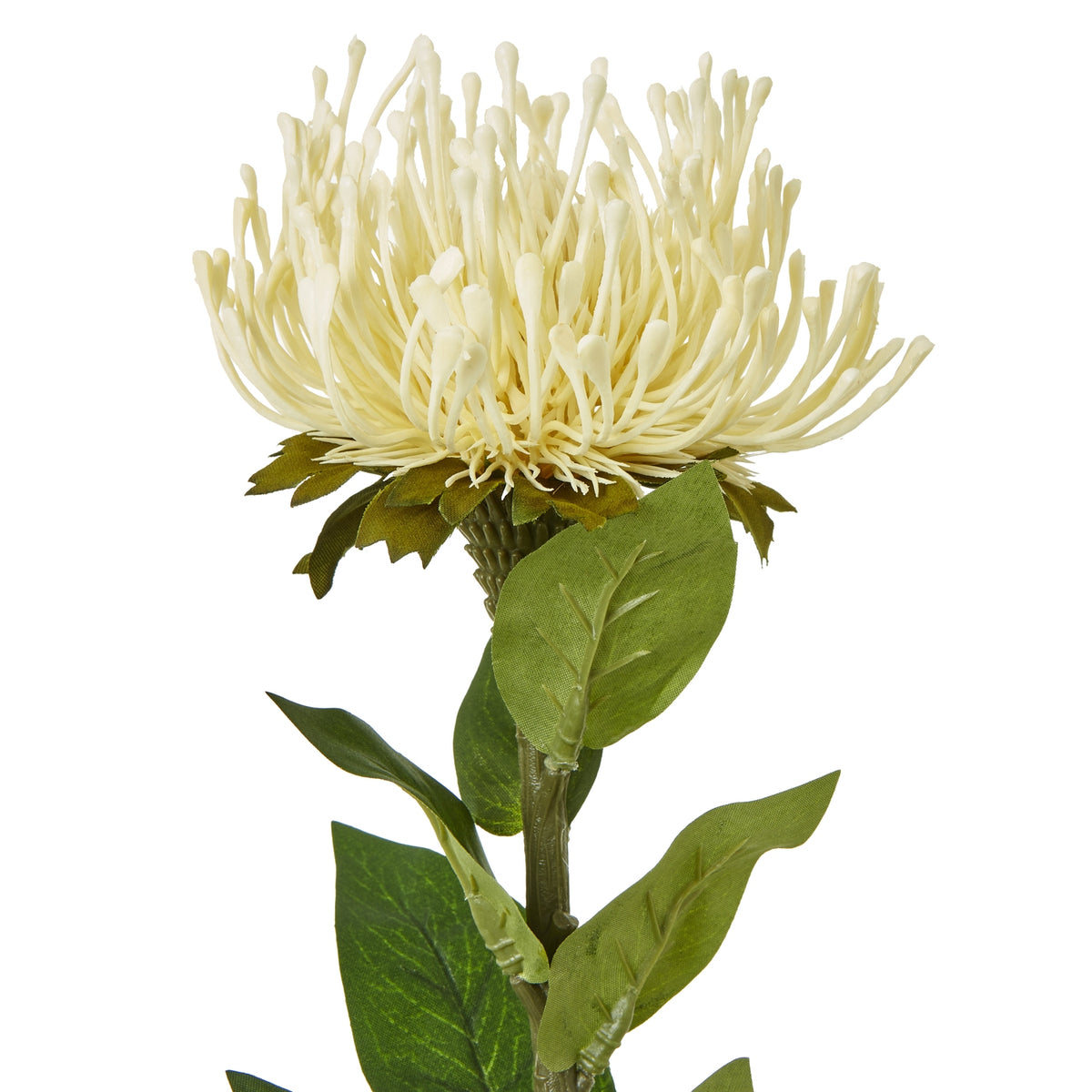 Close-up of the cream protea flower head, showing its slender radiating details and the green leaves beneath.