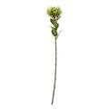 Full-length green artificial protea stem with a broad flower head and pointed leaves against white.