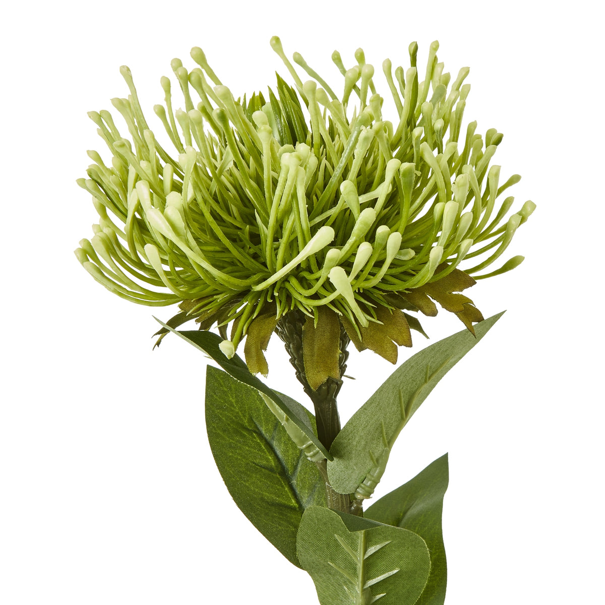 Close-up of the green protea flower head showing curved strands, pale rounded tips and veined leaves below.
