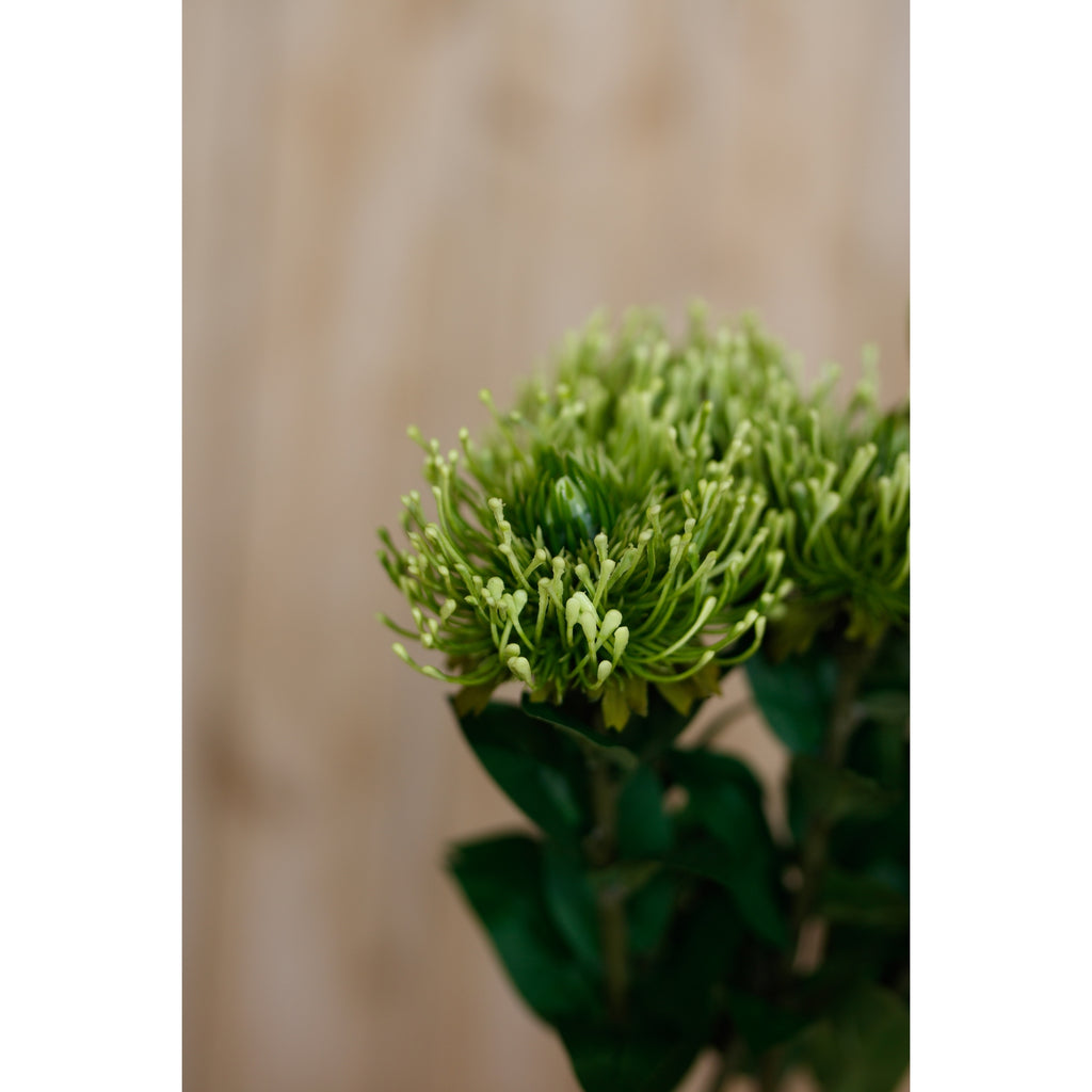 Styled close-up of a green protea bloom with pale tips, dark green leaves below and softly blurred flowers behind.