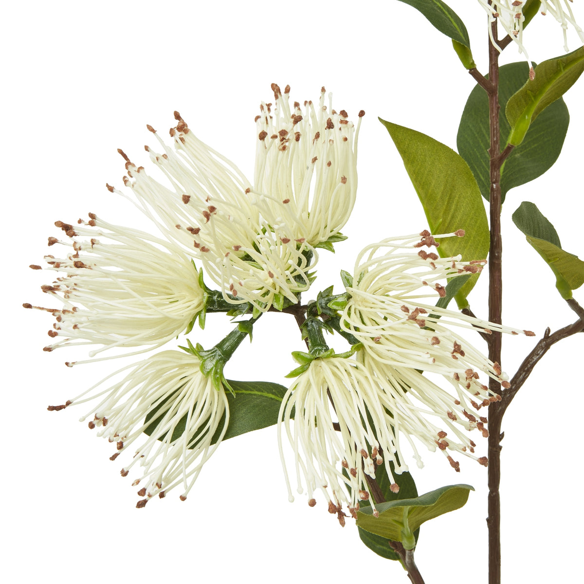 Close-up of cream filament flowers with small brown tips, showing green flower bases, veined leaves and the brown branching stem.