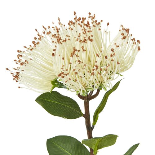 Close-up of the cream flower head showing fine strands with brown tips, green leaves with visible veins and the branching brown stem beneath.