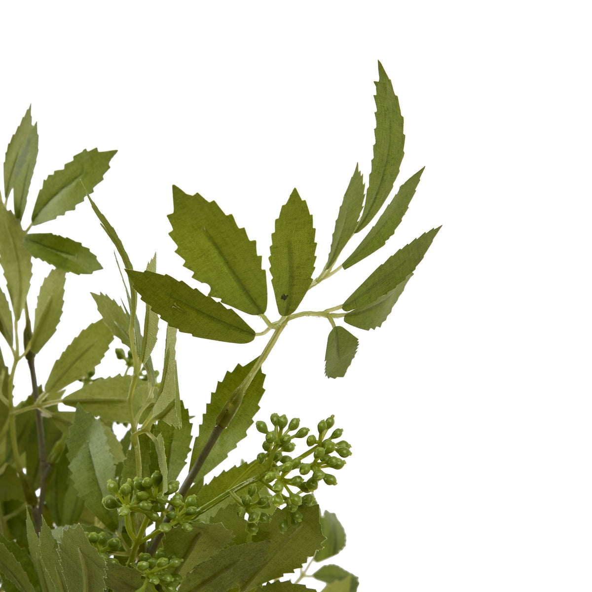 Close-up of pointed green leaflets with serrated edges and rounded green buds branching among the foliage.