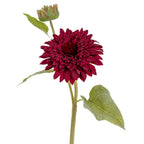 Closer view of the burgundy flower head with a pink-tipped green bud above and a veined leaf to the lower right.