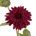 Detail of overlapping burgundy petals around the flower's dark centre, with part of the green bud visible at the upper left.
