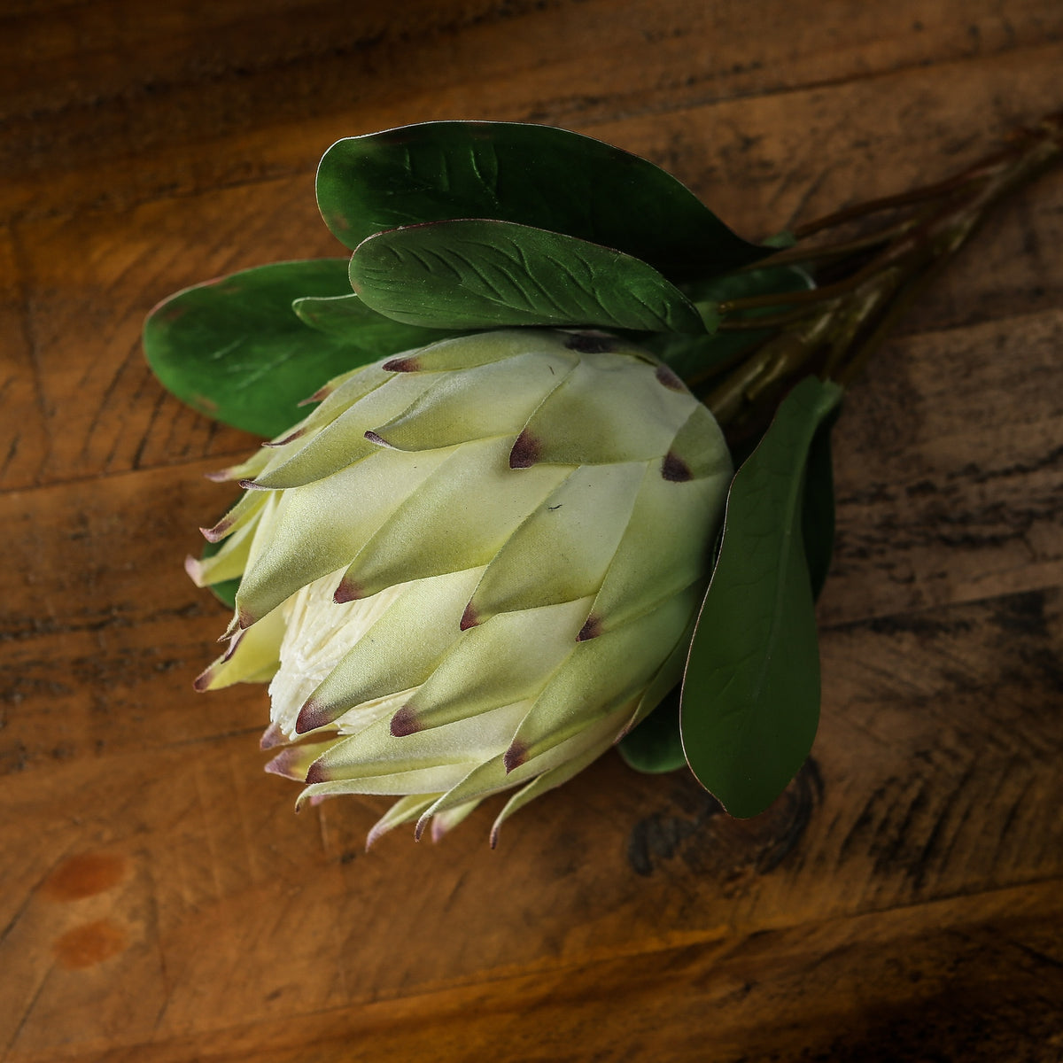 Side view of the artificial flower head resting on wood, with overlapping pale green bracts, burgundy points and broad veined green leaves.