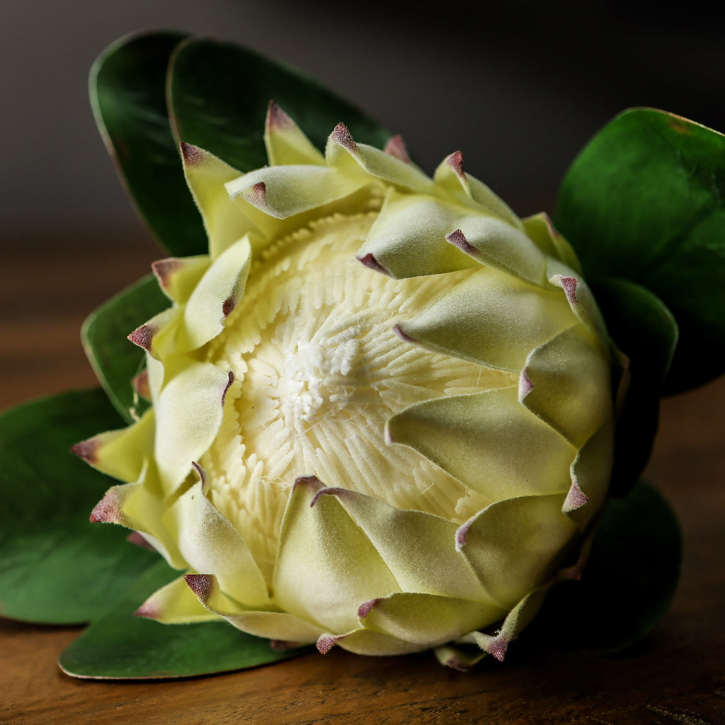 Close-up looking into the artificial flower head on a wooden surface, showing its cream centre and pale pointed bracts with burgundy tips.