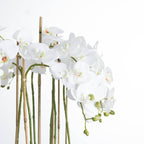 Close view of white flower heads with pale green and pink centres, green buds and curved stems beside tan support canes.